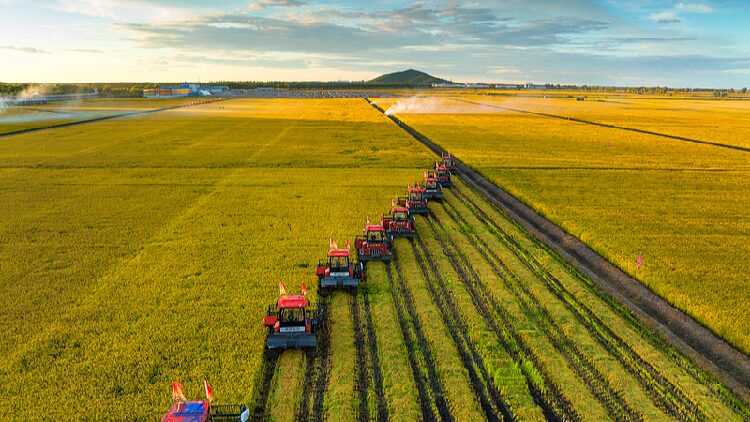 Chinas Grain Purchase Expected to Reach 420 Million Tonnes in 2024 