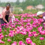 Chinese Herbaceous Peony More Than Just a Pretty Flower 