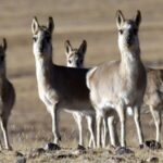 Chinese Scientists to Decode Dna Secrets of Rare Tibetan Antelope 