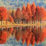 Dawn Redwoods Brighten Kunmings Early Winter 