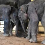 Efforts Underway to Reduce Human elephant Conflicts in Myanmar 