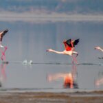 Flamingos Winter at Yuncheng Salt Lake in Shanxi 