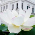 Flower Display Honors 25th Anniversary of Macaos Return to Motherland Video Poster 