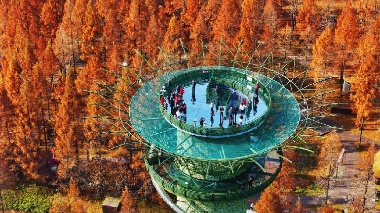 # - My News! Forest Park in Jiangsu Ablaze with Colorful Metasequoia Trees