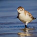 from Birds to Tigers Primates Asia Pacifics Biodiversity Mission 