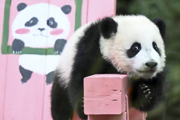 # - My News! Giant Panda Cub Mei Zhu Turns Six Months Old in Guangzhou