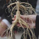 Ginseng Cultivation Thrives in Liaoning 