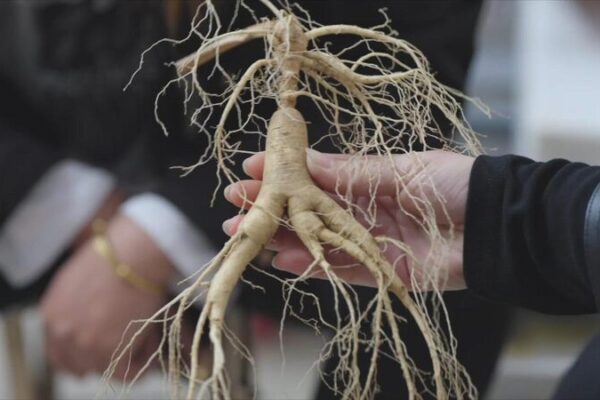 Ginseng Cultivation Thrives in Liaoning 