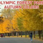Golden Foliage at Olympic Forest Park Video Poster 