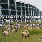 harmony Between Humans and Nature the Qinghai Solar Park Video Poster