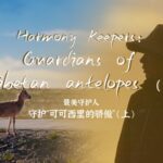 Harmony Keepers Guardians of Tibetan Antelopes Video Poster 