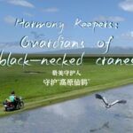 Harmony Keepers Guardians of Black necked Cranes Video Poster 