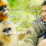 Harmony Keepers Guardians of Golden Snub nosed Monkeys Video Poster 