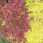 husband and wife Trees Welcome Their Prime Season in Guizhou Village Video Poster 