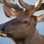 Infrared Cameras Capture Wild Deer Battling for Territory and Mates Video Poster 
