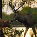 Keepers and Milu Deer Form Close Bond Video Poster 