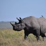 Kenya Launches Rhinoceros Ear notching Exercise to Boost Conservation 