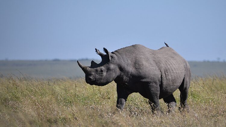 Kenya Launches Rhinoceros Ear notching Exercise to Boost Conservation 