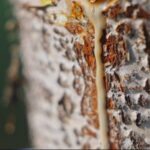 Lacquer Harvesting the Origin and Craft Behind Lacquerware Art Video Poster 