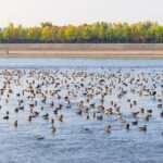 Live Come to Yellow River Wetland to Watch Migratory Birds Wintering Video Poster 