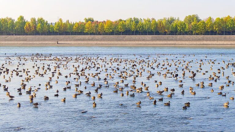 Live Come to Yellow River Wetland to Watch Migratory Birds Wintering Video Poster 