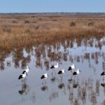 Live Discover the Stopover for Migratory Birds in E Chinas Shandong Video Poster 