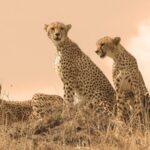 Live International Cheetah Day Fastest Land Mammal in Danger 