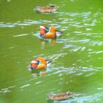 Mandarin Ducks Overwinter at Guizhou Reservoirs Video Poster 