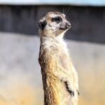 Meerkats Enjoy Winter Sunshine in East China Wetland Park 