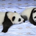 Meng Hao Meng Tian Names of Baby Panda Twins at Zoo Berlin Revealed Video Poster 
