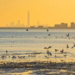Migratory Birds Thrive in Tianjins Coastal Wetlands 