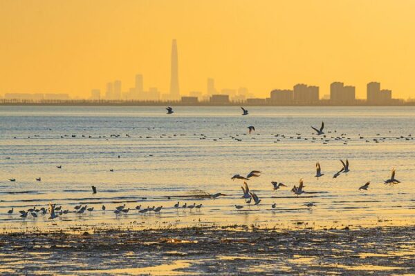 Migratory Birds Flock to Tianjin’s Coastal Wetlands Migratory birds thrive in Tianjin's coastal wetlands