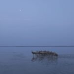 Milu Deer Thrive in Jiangsu Video Poster 