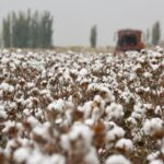 Multinationals Should Not Be Pawns of Western Political Dominance 