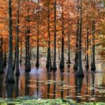 Nanjings Pond Cypress Park Dons Fiery Winter Look 