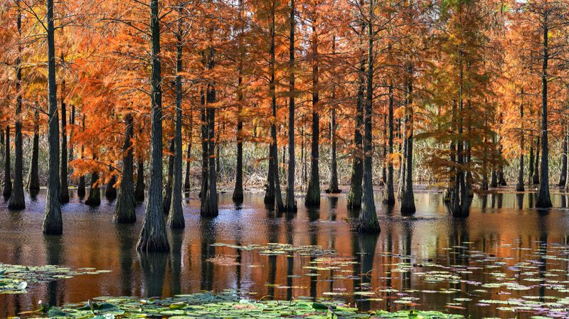 Nanjings Pond Cypress Park Dons Fiery Winter Look 