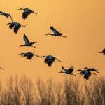 Nearly 300 Endangered Storks Spotted in N Chinas Wetland 