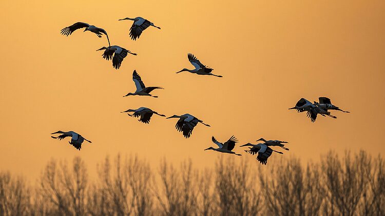 Nearly 300 Endangered Storks Spotted in N Chinas Wetland 