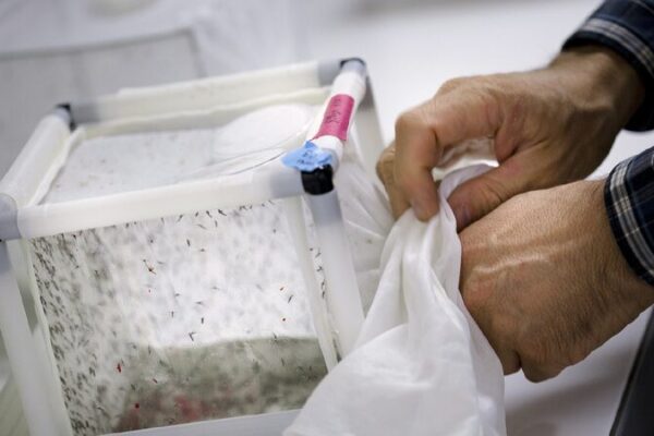 New Australian Venture to Target Deadly Disease spreading Mosquitoes 