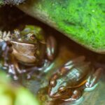 New Zealand Wildlife Highly Vulnerable to Climate driven Extinction 