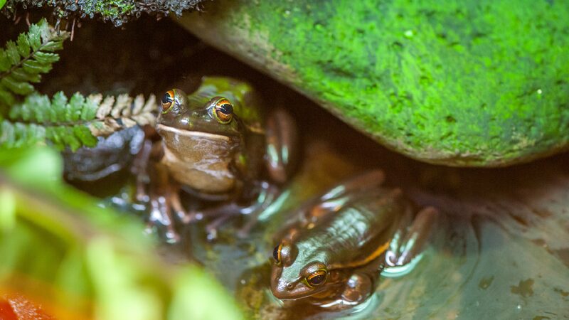 New Zealand Wildlife Highly Vulnerable to Climate driven Extinction 