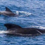 New Zealanders Help Save About 30 Stranded Pilot Whales 