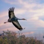 # - My News! North China Wetland Welcomes Large Number of Rare Cranes