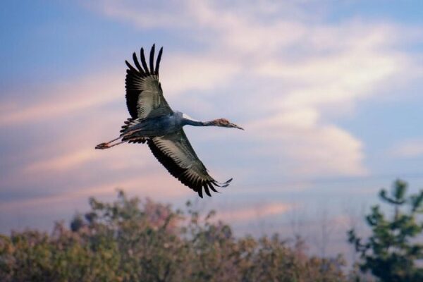 North China Wetland Welcomes Large Number of Rare Cranes 