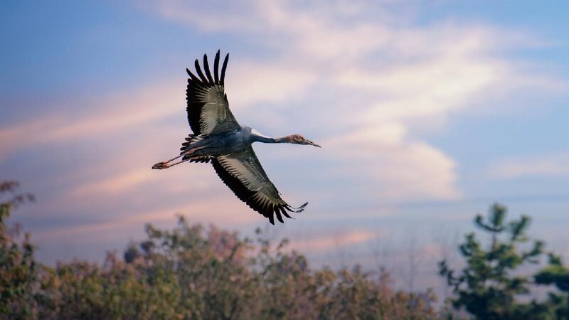 North China Wetland Welcomes Large Number of Rare Cranes 