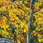 Oil Painting like Scenes Captured at Forest in Shaanxi 