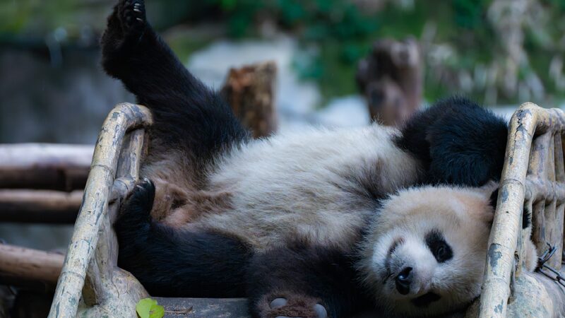 Panda Bliss: Chongqing Zoo’s Giant Pandas Delight Visitors Panda bliss: The cozy lives of giant pandas at Chongqing Zoo