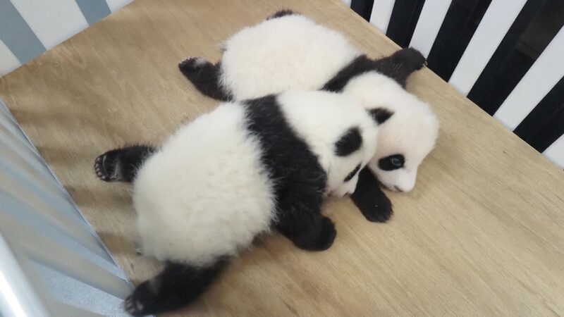 Panda Family in Macao Serves As Emotional Bond Between Sar Mainland Video Poster 
