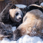 Pandas Enjoy Snowy Fun at Chongqing Zoo 