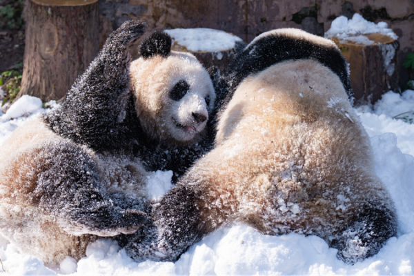 Pandas enjoy snowy fun at Chongqing Zoo